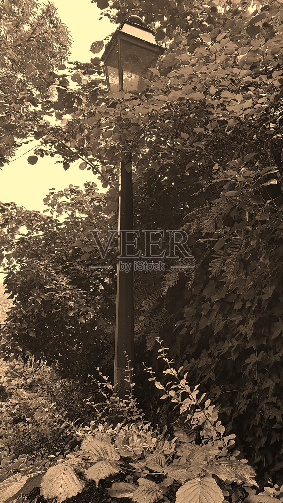 灯柱在大自然中照片摄影图片