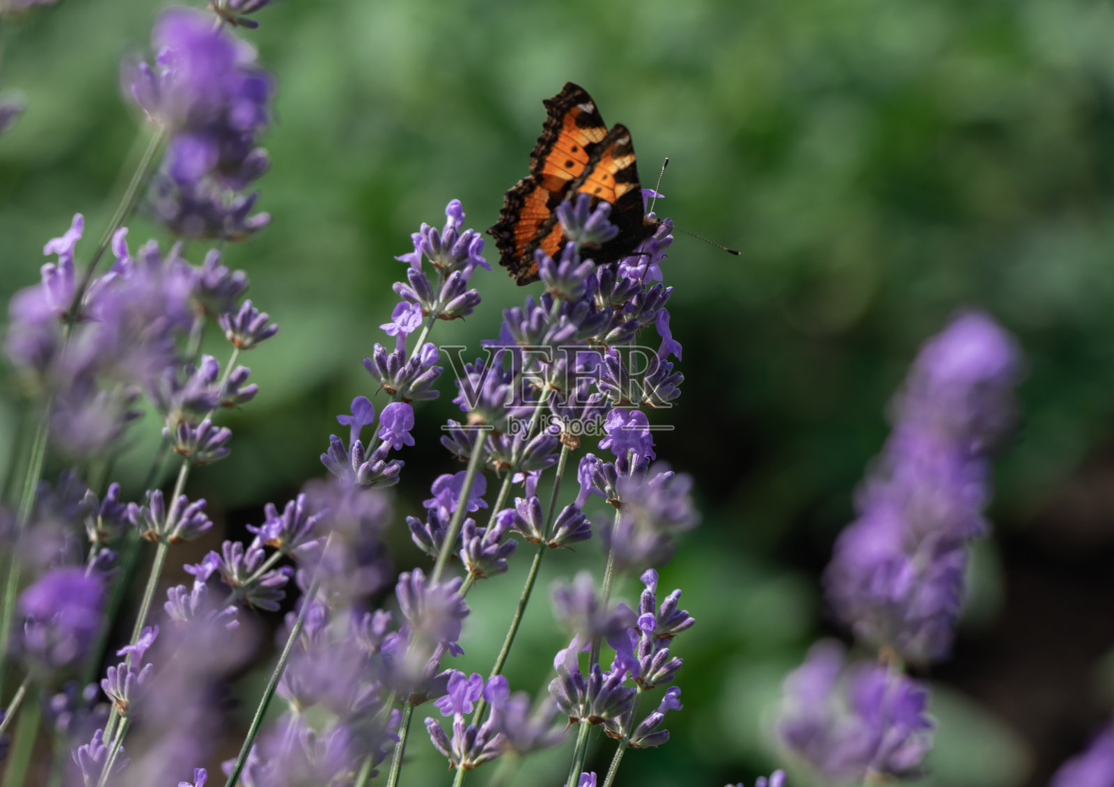 蝴蝶照片摄影图片