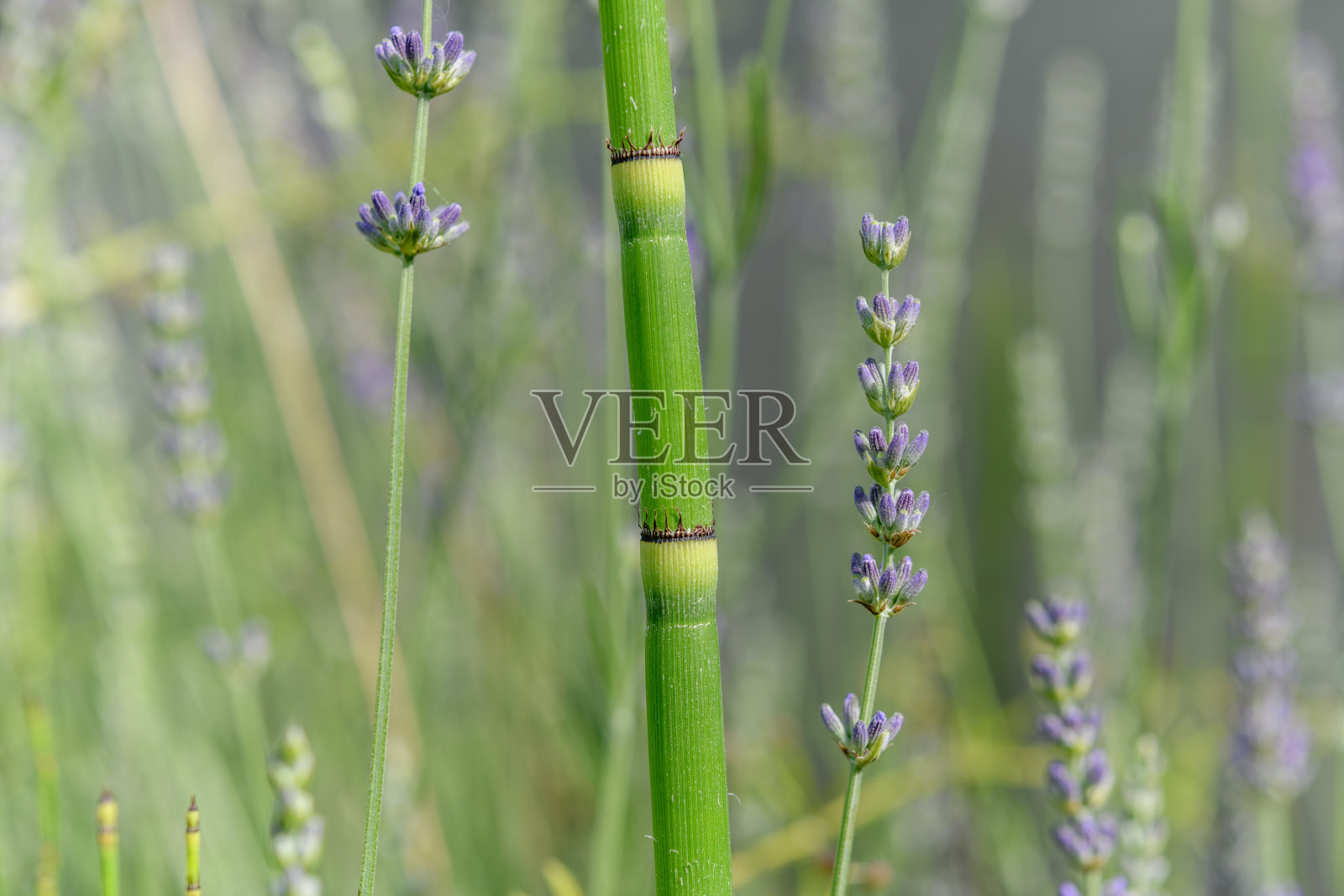 盛开的花园里的薰衣草花。照片摄影图片