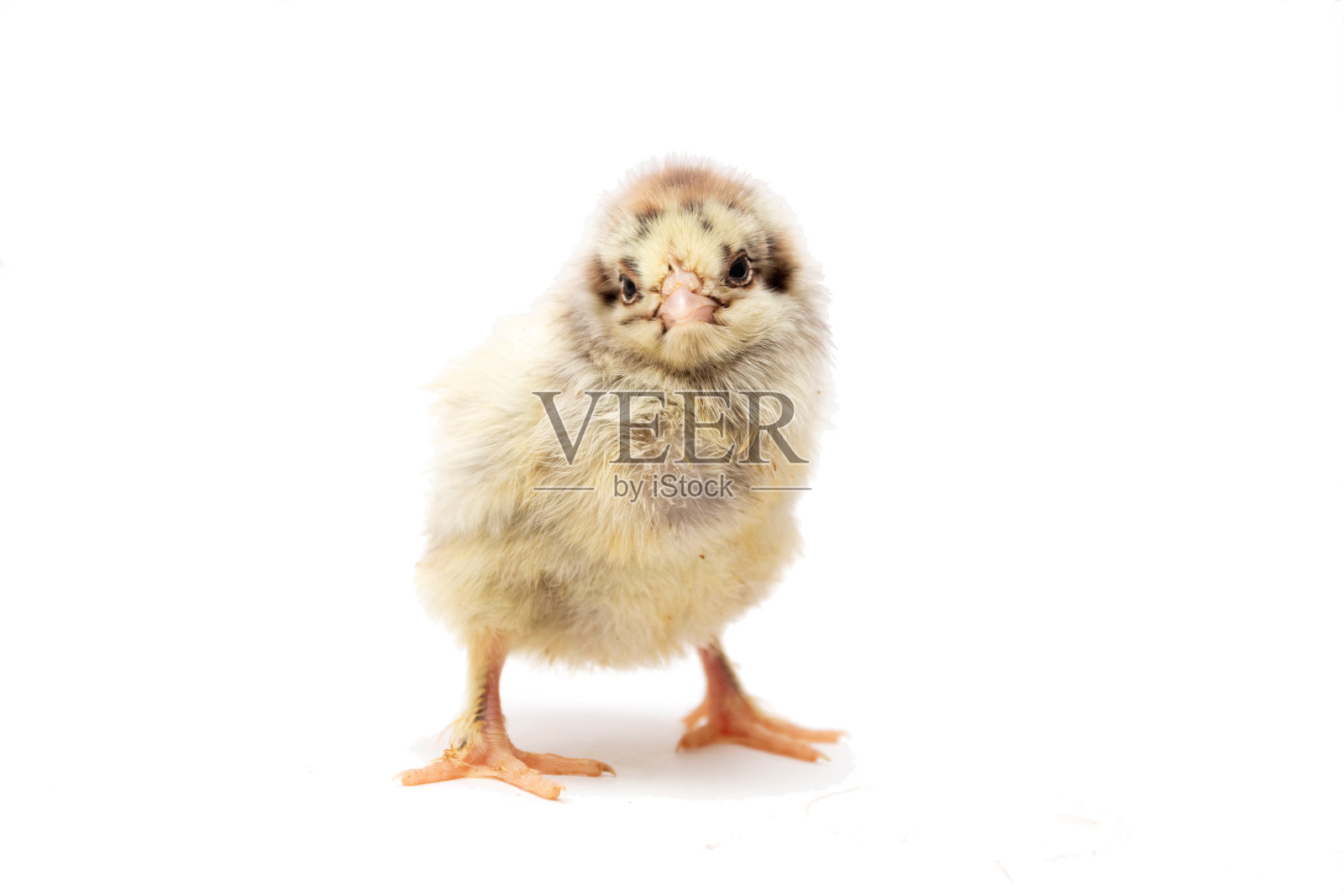 在白色背景下分离的新生鸡照片摄影图片