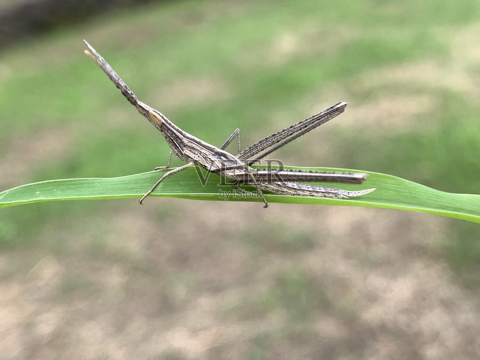 东方精明的蝗虫照片摄影图片