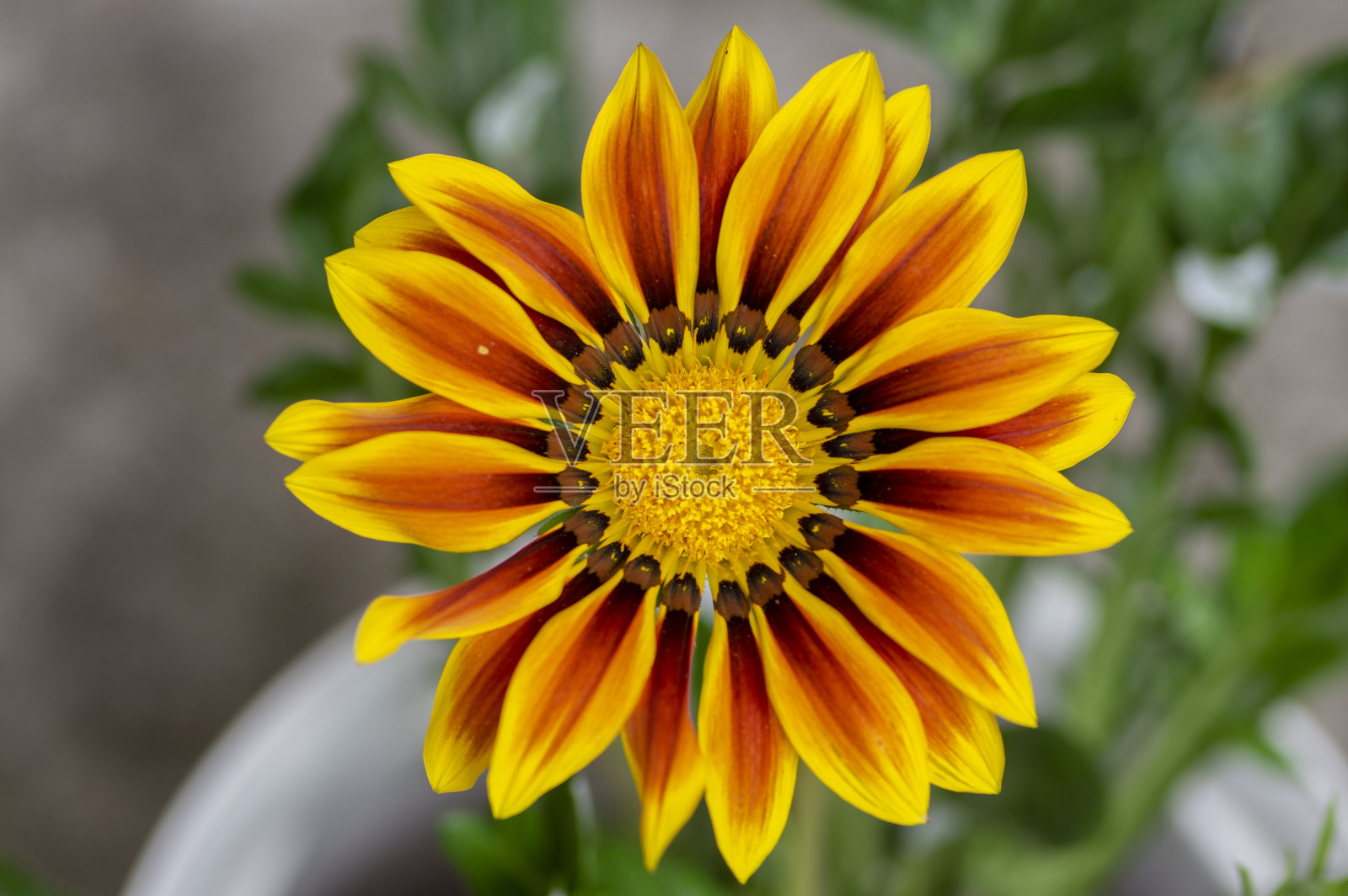 芨芨草珍花盛开,桔黄色栽培观赏花园开花植物照片摄影图片