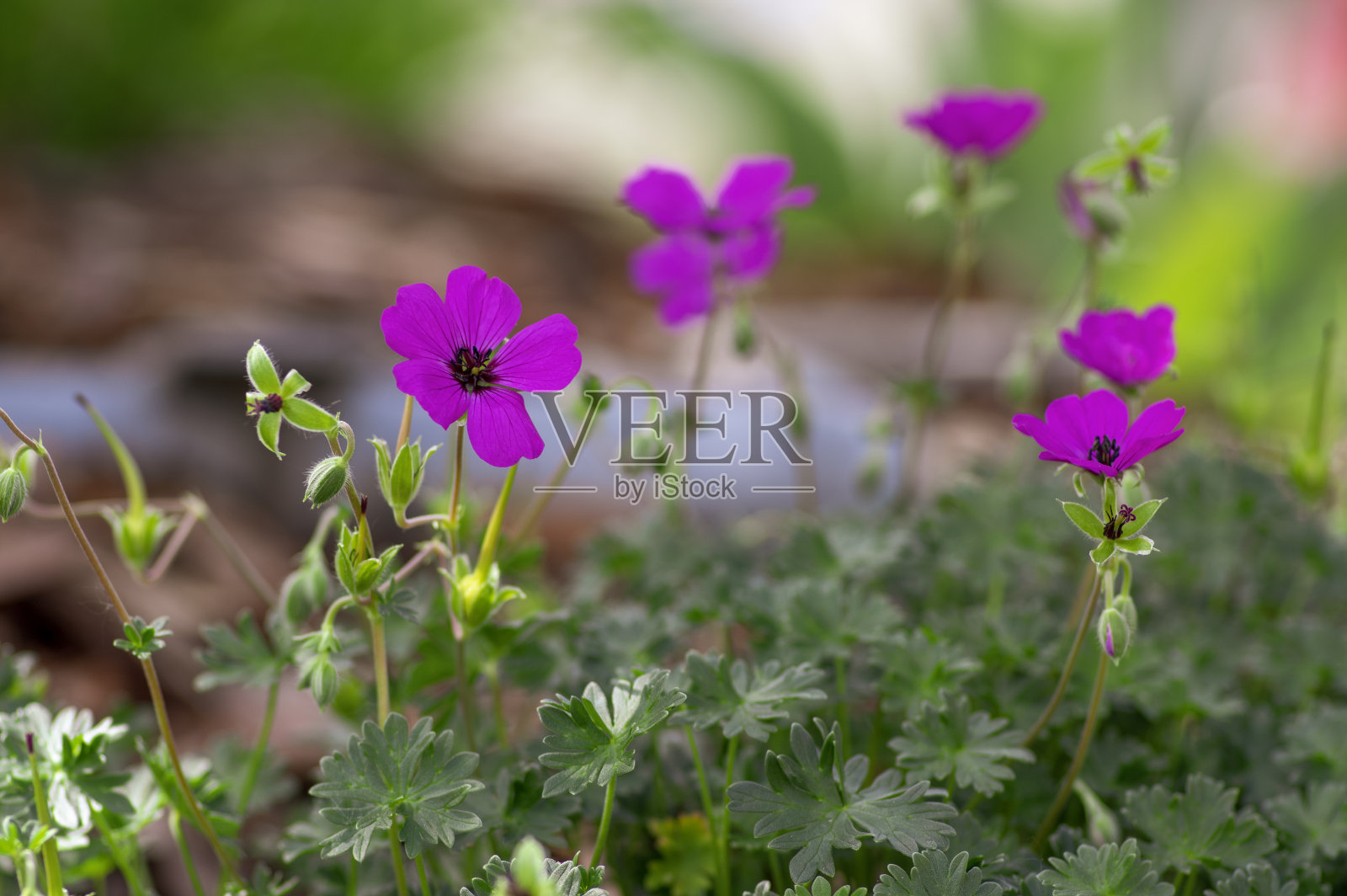 天竺葵红鹤嘴开花植物亮粉色紫色,园林栽培开花照片摄影图片