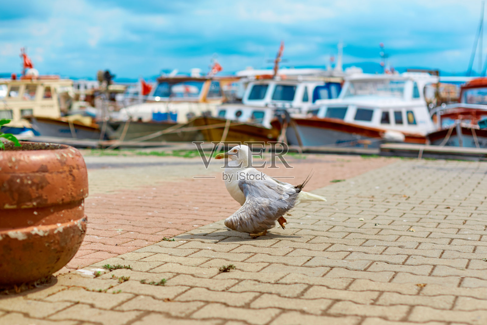 海鸥走在伊斯坦布尔城市的堤岸上照片摄影图片