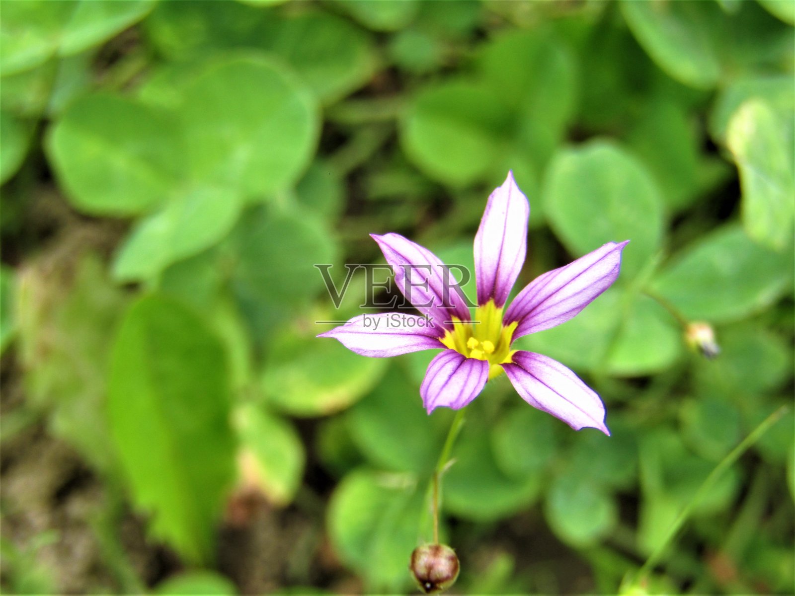 日本。6月。草丛中的野花。特写镜头。照片摄影图片