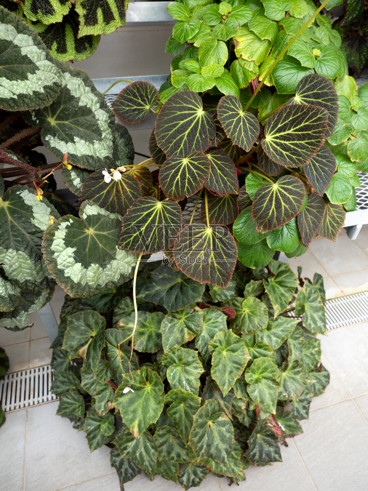 色彩斑斓的秋海棠叶照片摄影图片