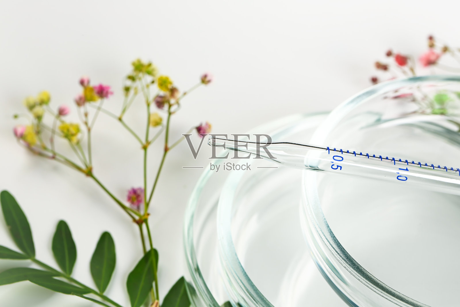 培养皿,加吸管和花。实验室植物背景。实验室临床开发,天然成分照片摄影图片