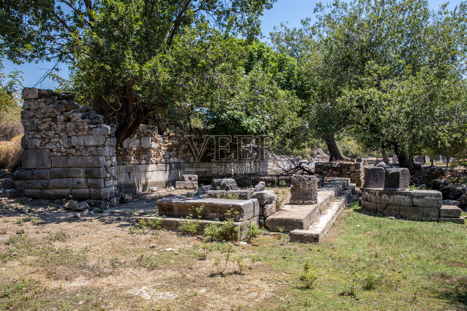 公园里的树照片摄影图片