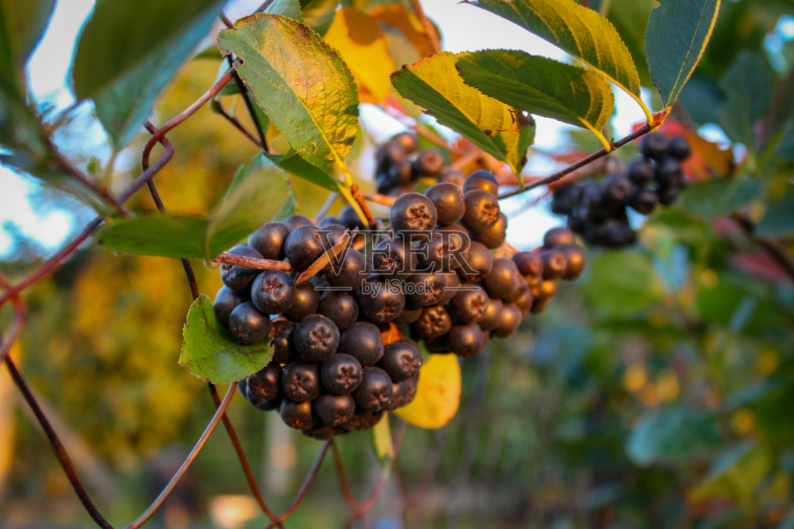 树枝上的蔷薇。水果唐棣属灌木。野樱桃浆果。树枝上成熟的浆果。Aronia水果。照片摄影图片