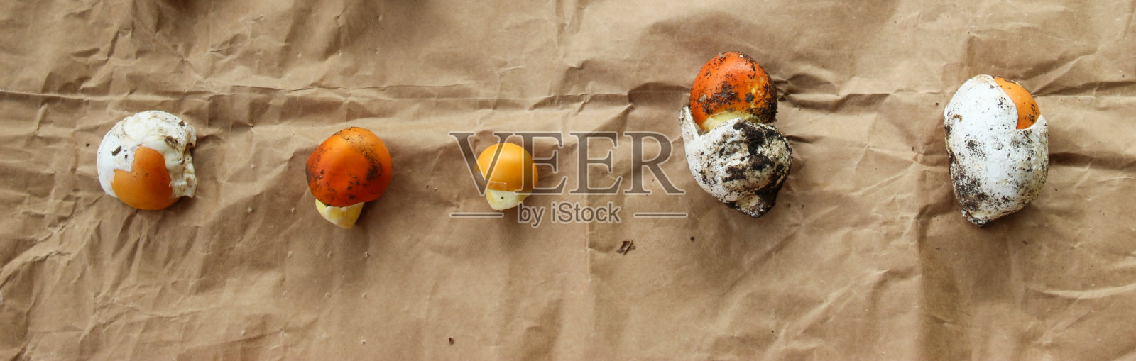 凯撒蘑菇banner照片摄影图片