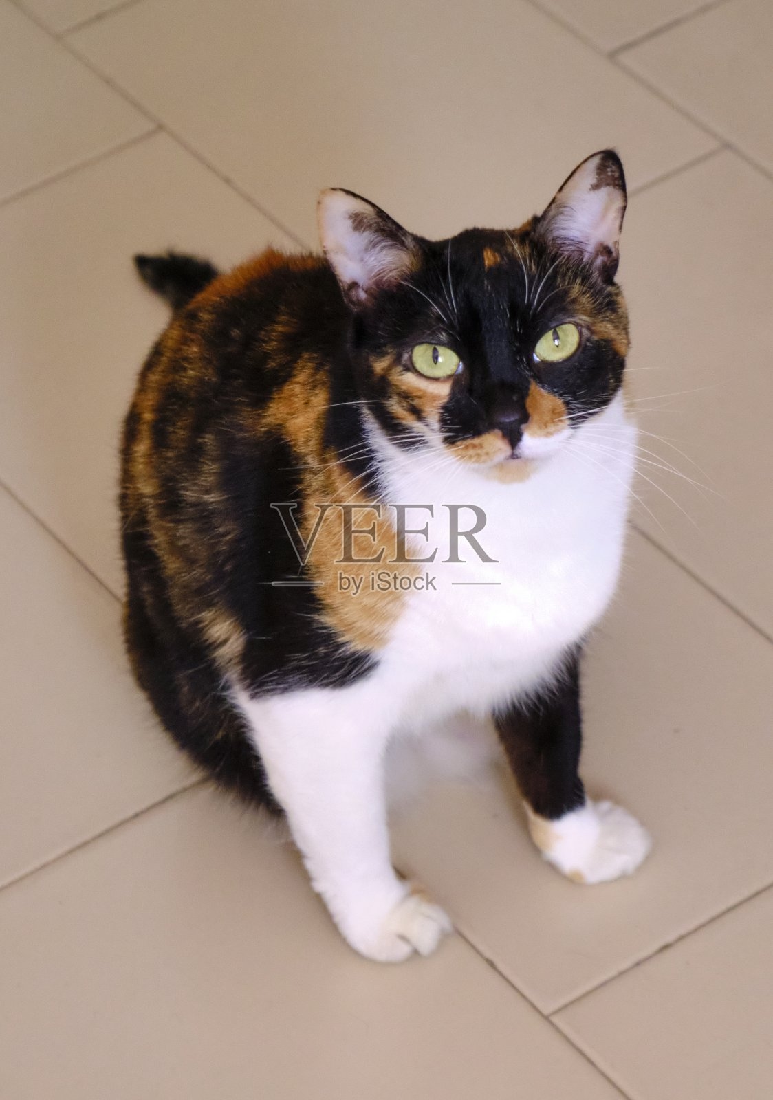 莫卡照片摄影图片