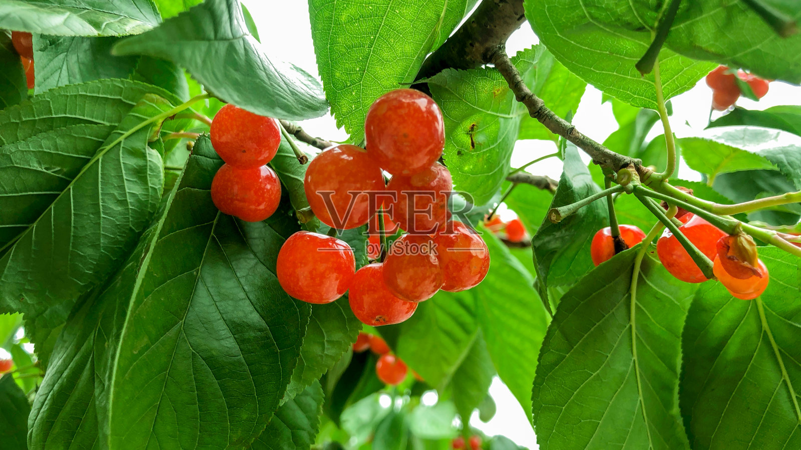 樱桃照片摄影图片