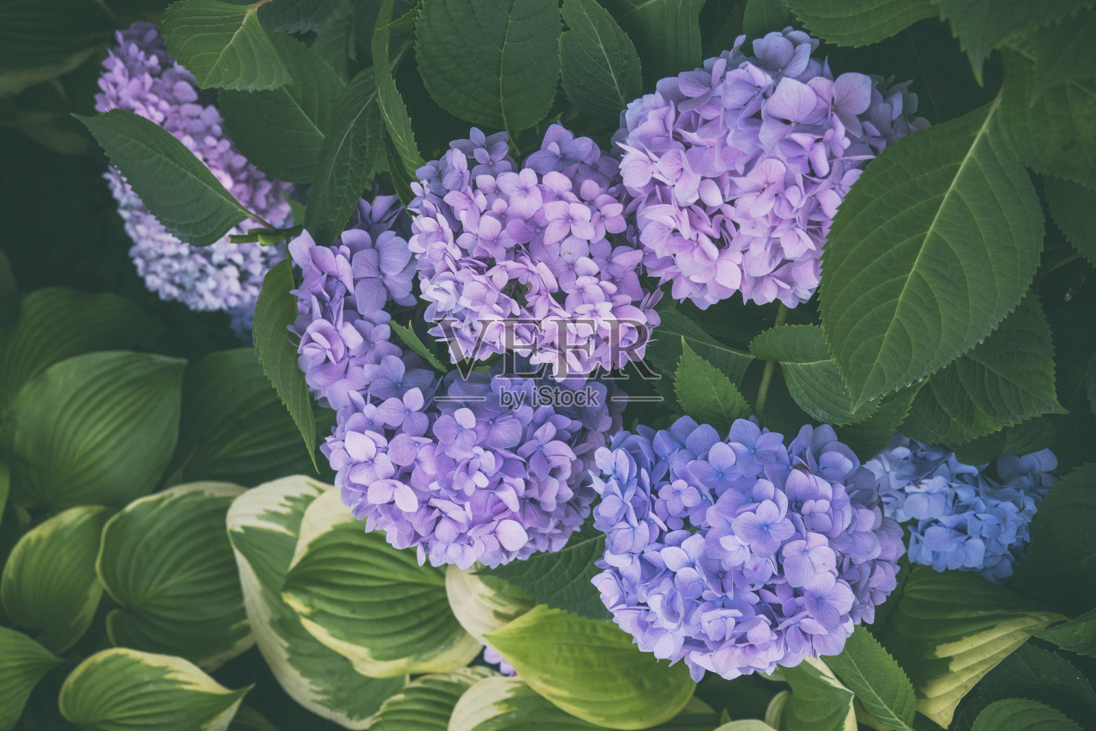 盛开的鲜艳的绣球花照片摄影图片