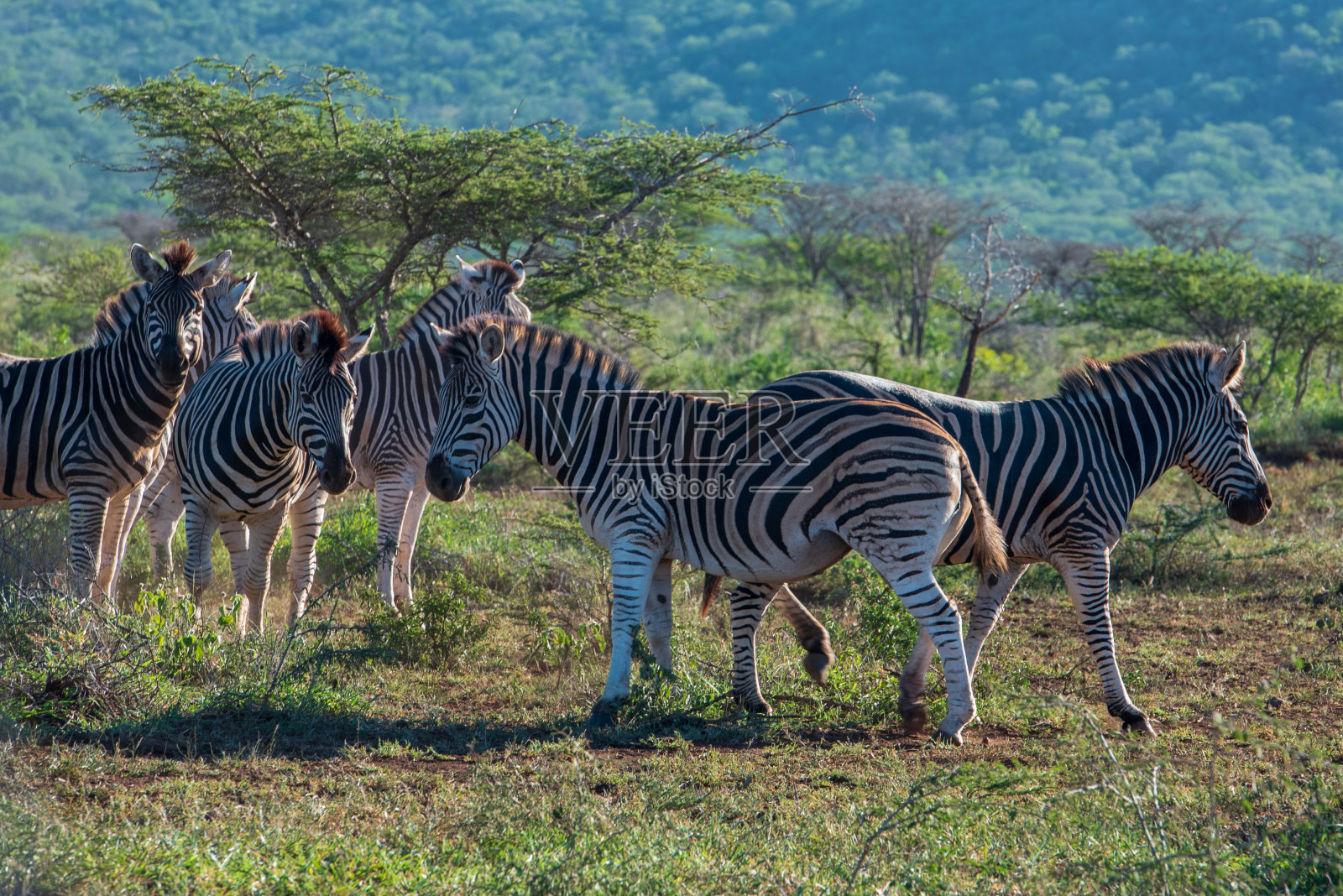 炫目的斑马照片摄影图片