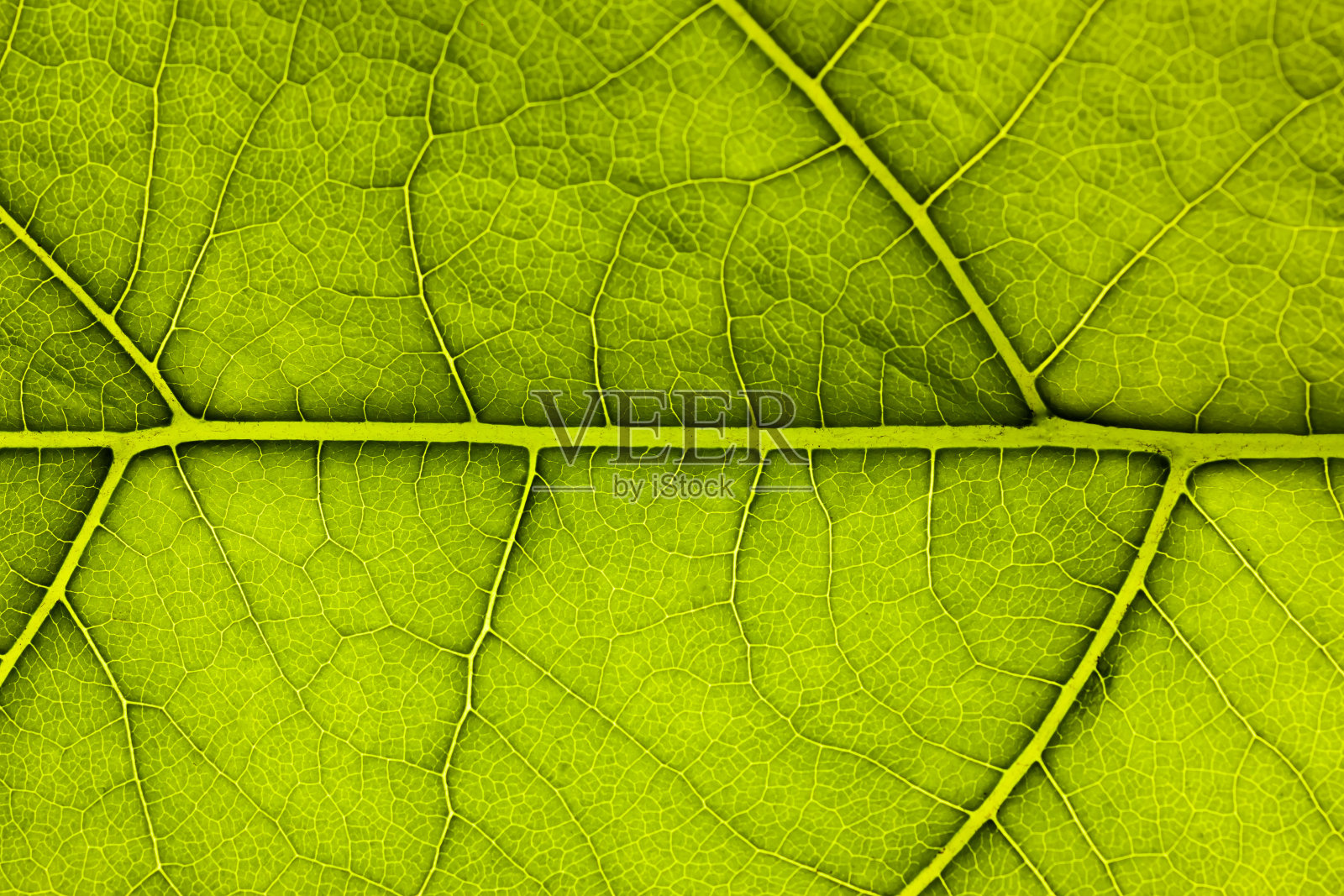绿色薄片特写,用作背景或纹理照片摄影图片