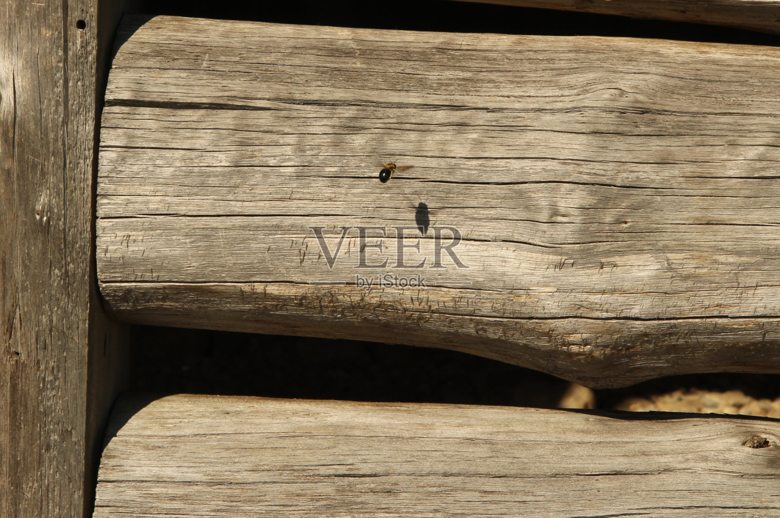 与影子一起飞行的蜜蜂照片摄影图片