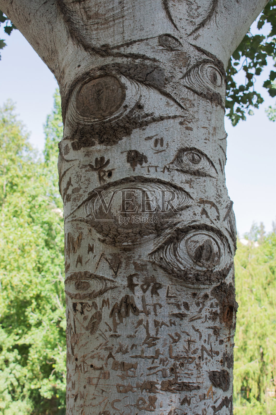 有雕刻眼睛的树干照片摄影图片