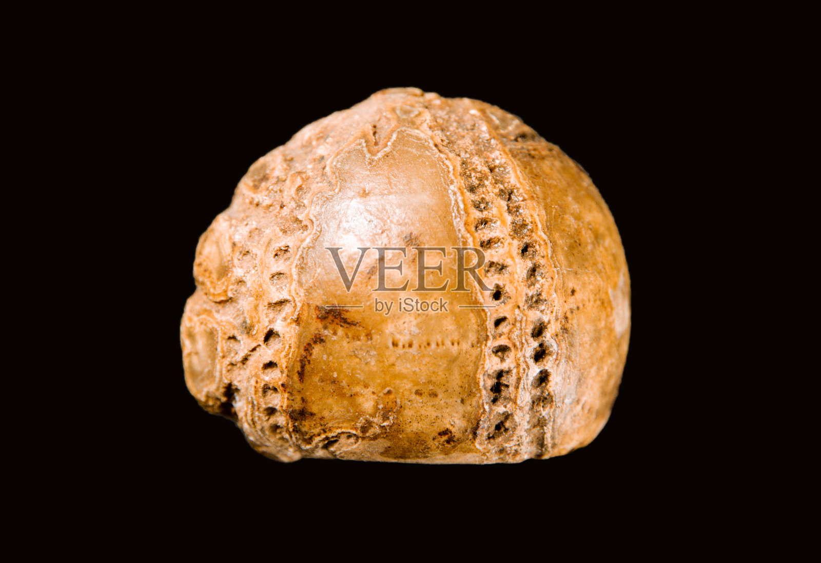 黑色背景上的海胆化石照片摄影图片