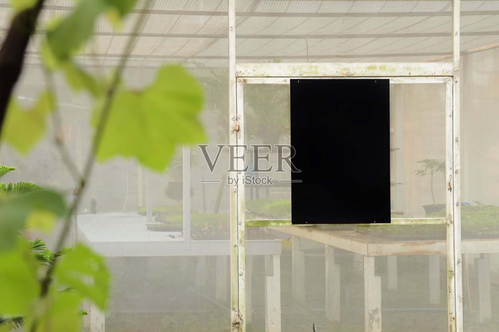 苗木在温室中生长照片摄影图片