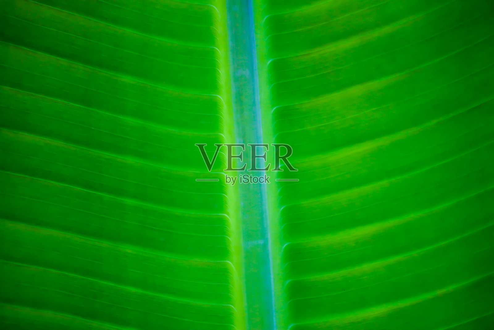 香蕉叶子照片摄影图片