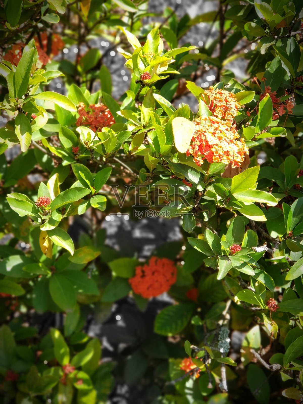 花照片摄影图片