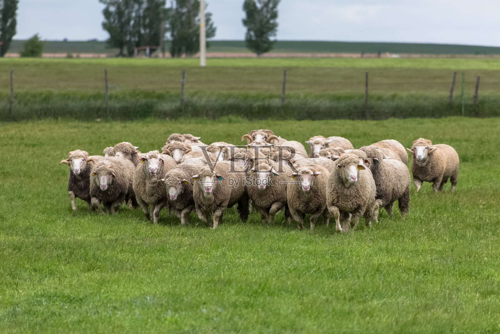 鸟瞰山上的羊群、牧场、绿油油的香草,在西班牙照片摄影图片