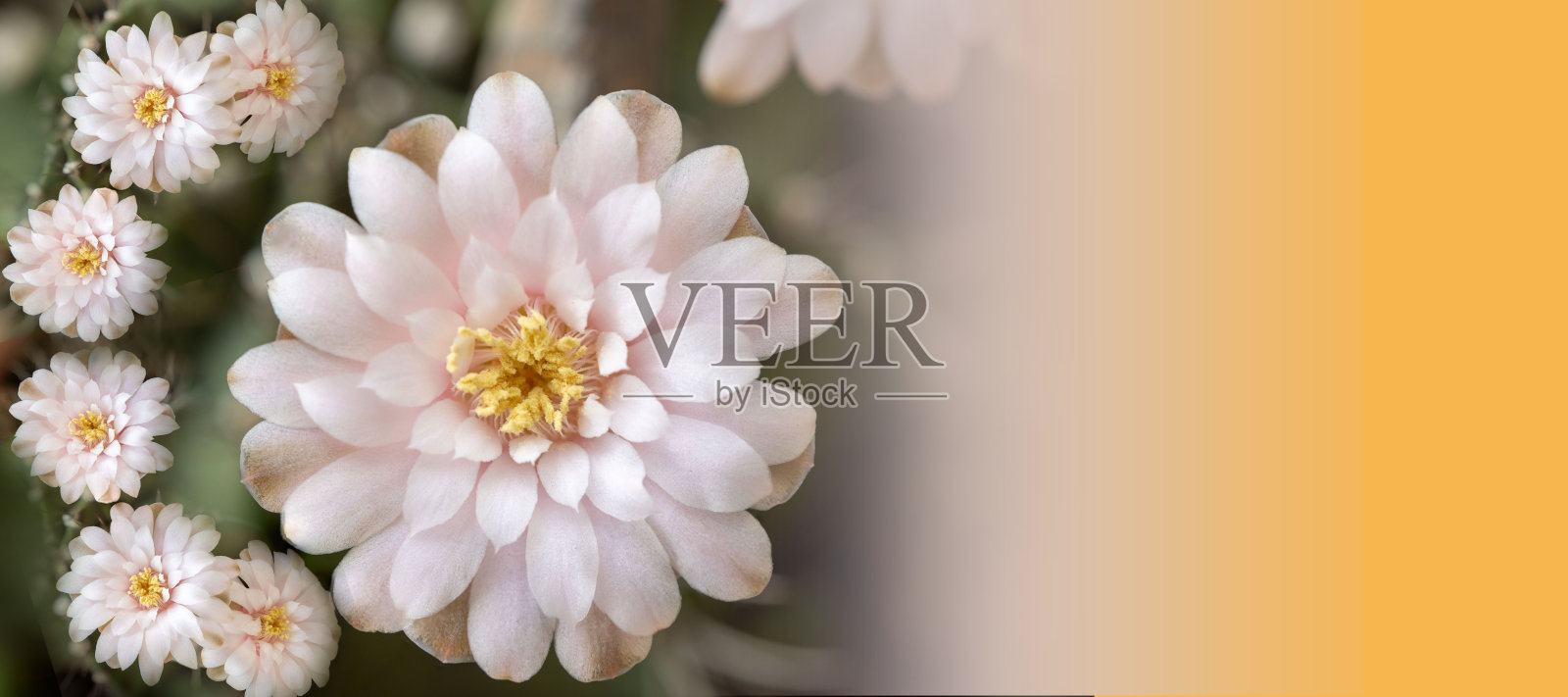 图形上粉红色的仙人掌花在美丽的苗圃里都盛开着。仙人掌花,自然背景和图形。照片摄影图片