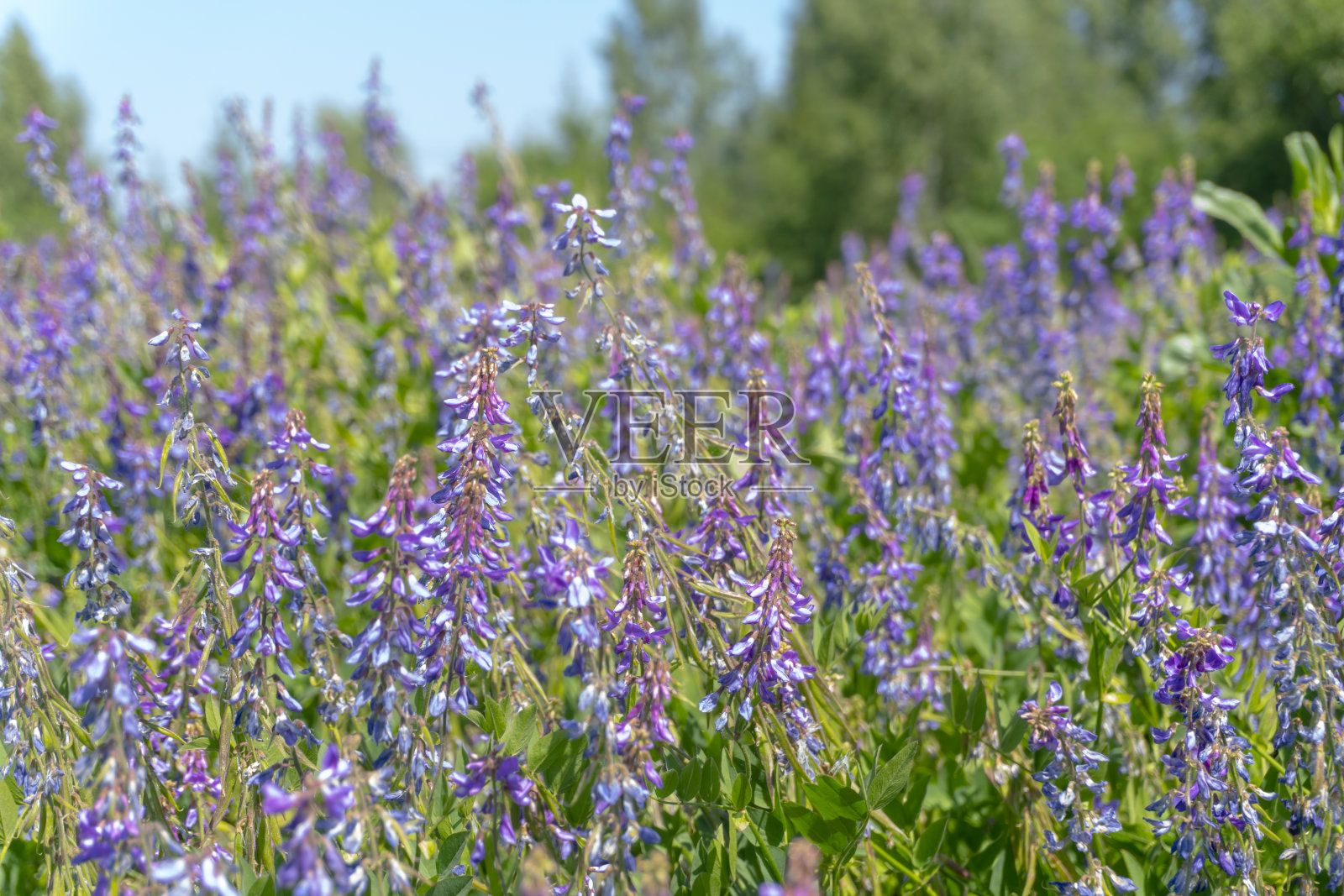 村子外面夏天的丁香野花照片摄影图片