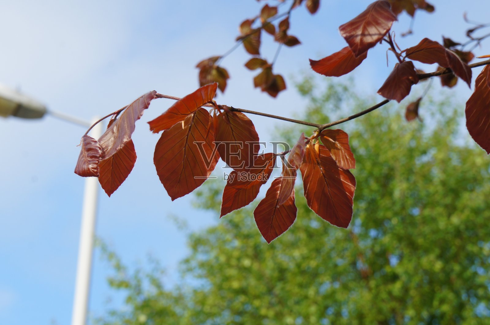 铜山毛榉树叶照片摄影图片