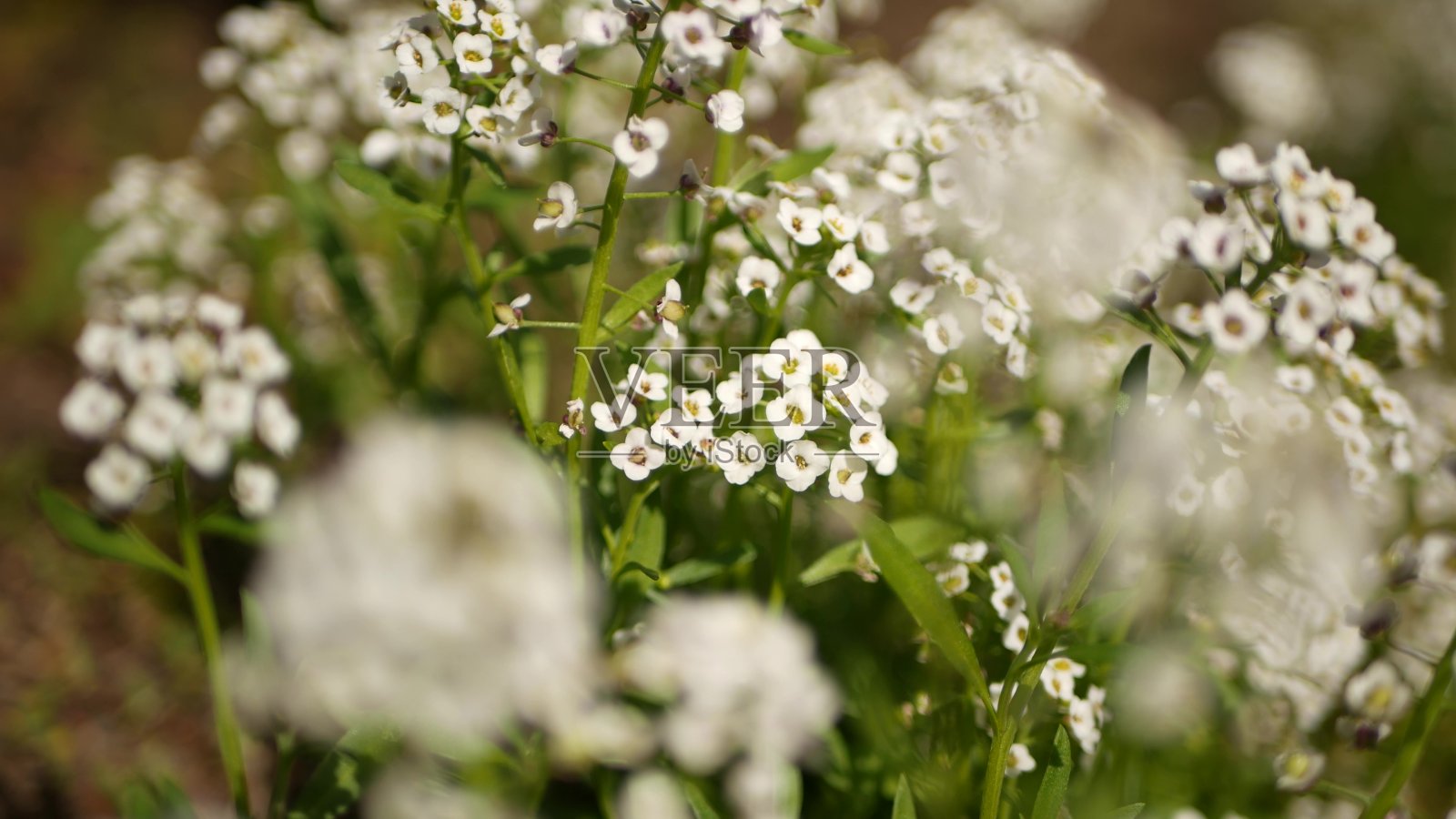 娇嫩的白色花在花园,美国加利福尼亚州。春天草甸浪漫的氛围,清晨草木精致纯净。春天清新的花园或软焦点的草地。近距离观察天然植物开花照片摄影图片