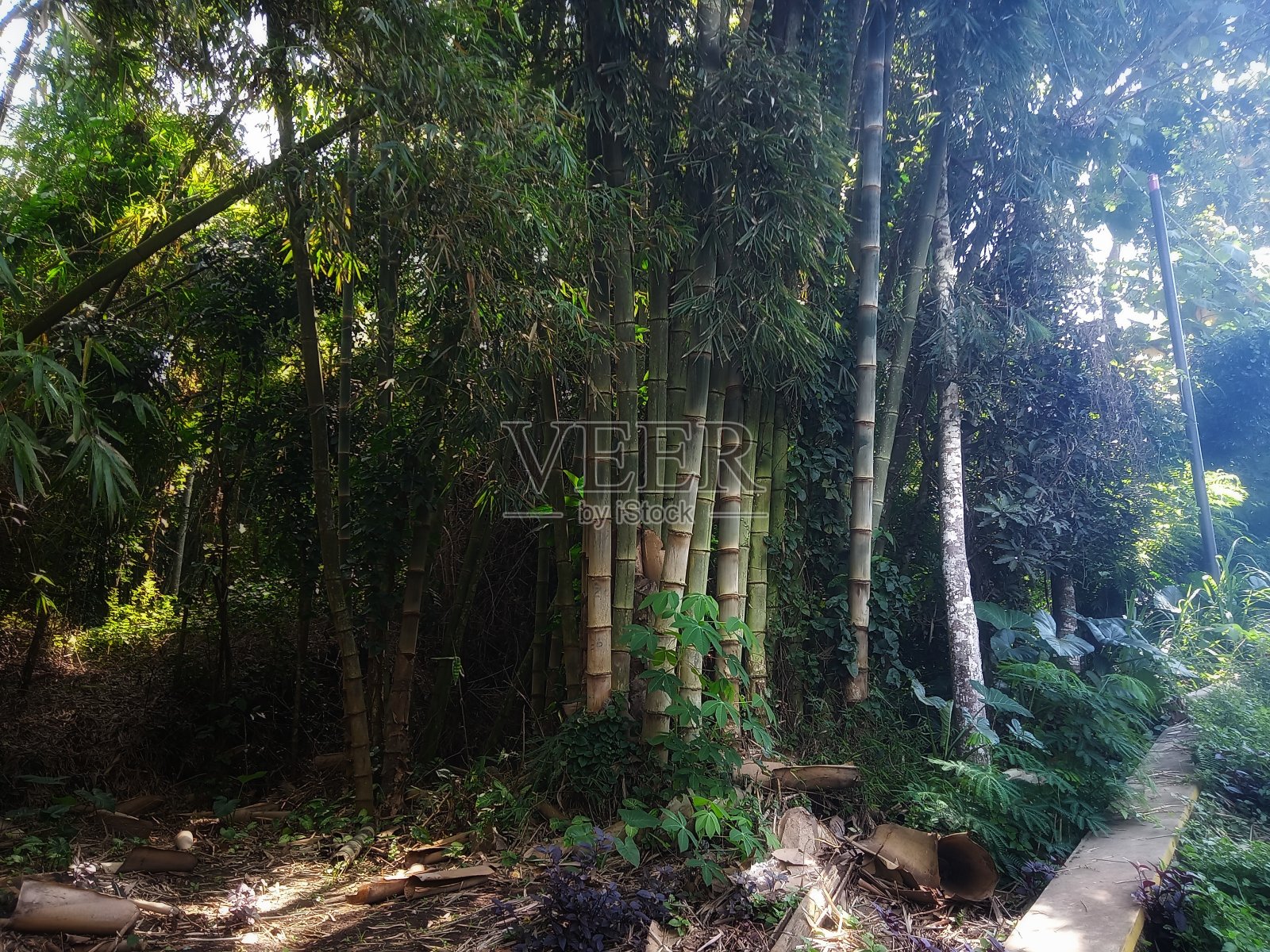 竹子照片摄影图片