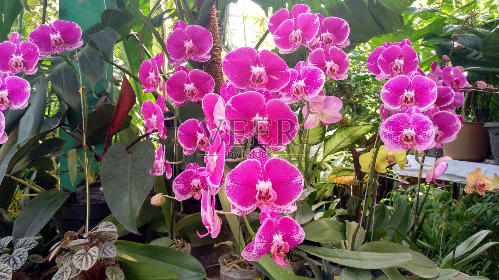 美丽的泰国兰花在花园里照片摄影图片