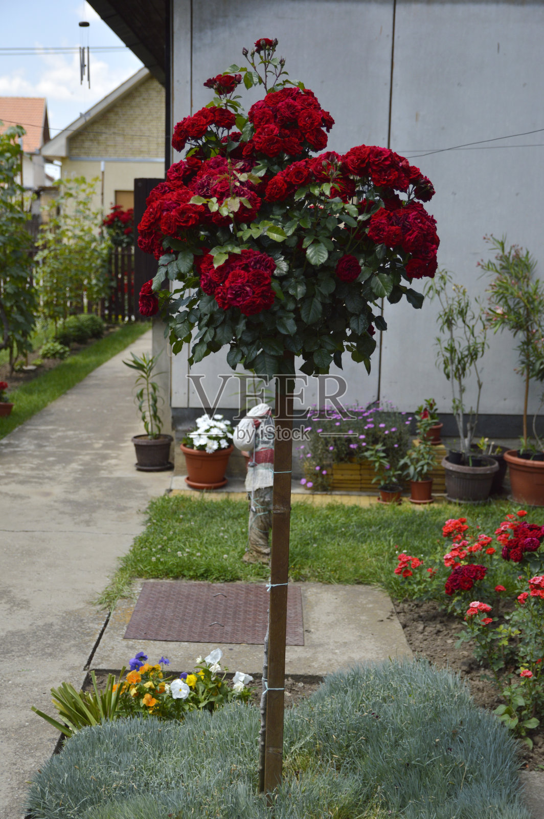 一丛盛开的红玫瑰照片摄影图片