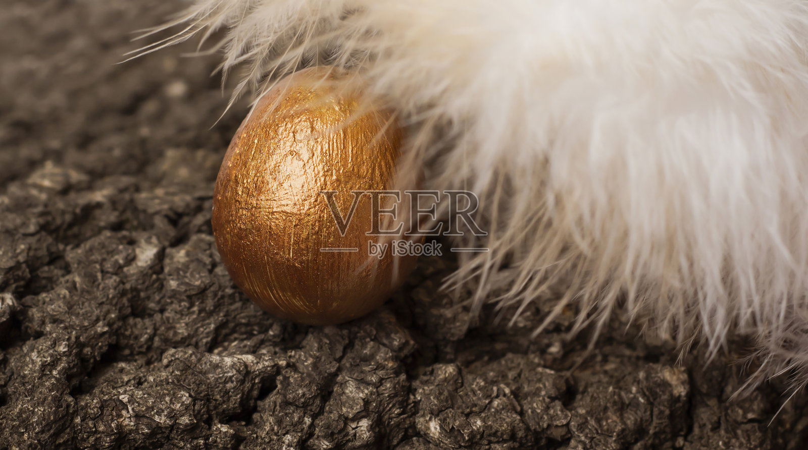 在树皮的背景下,羽毛下的彩蛋。照片摄影图片