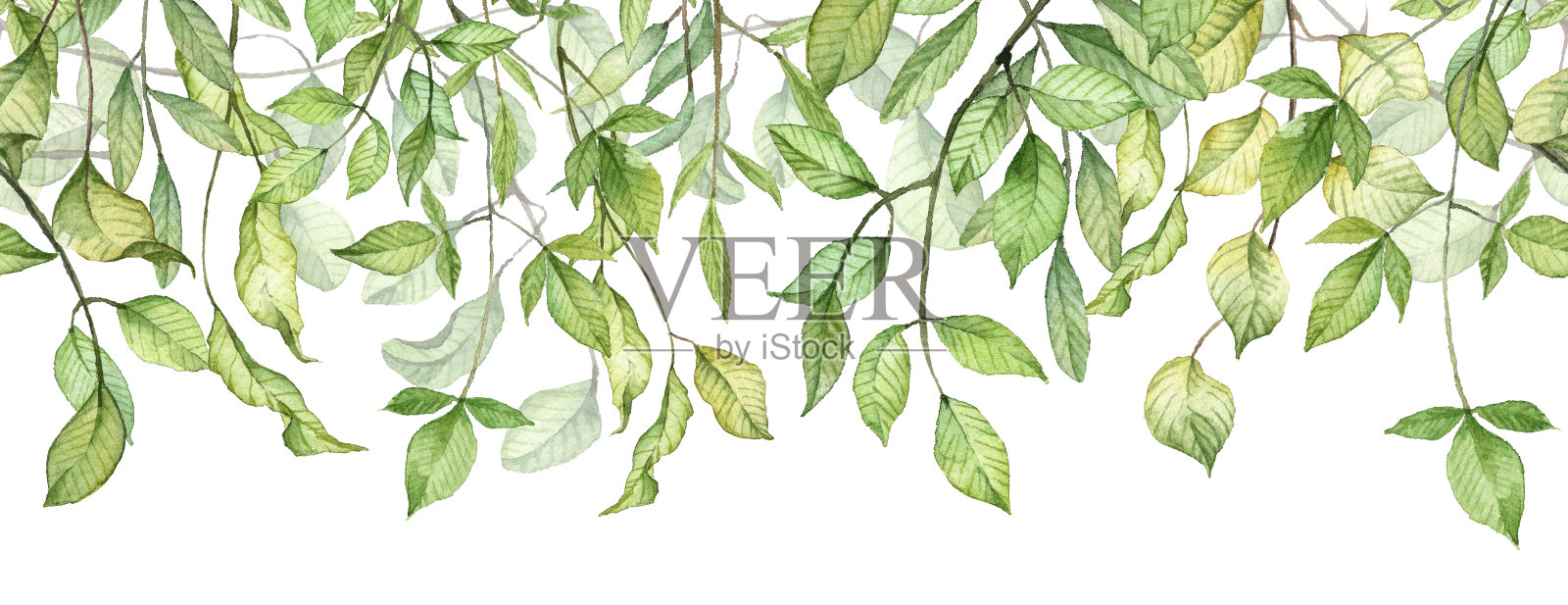 绿色叶子的长而无缝的横幅。水彩植物学插画图片素材