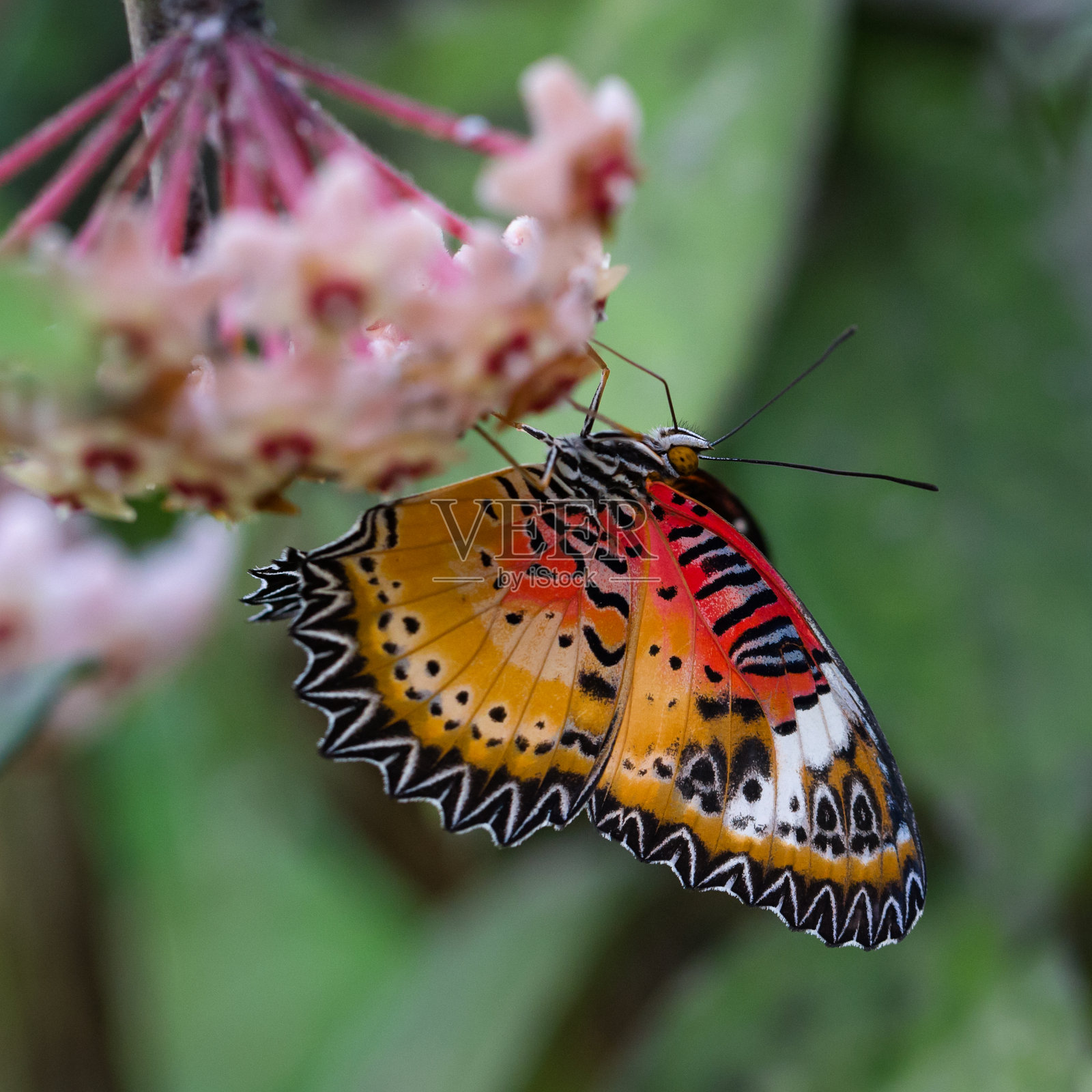 侧面特写的非洲帝王蝶(Danaus chrysippus)照片摄影图片