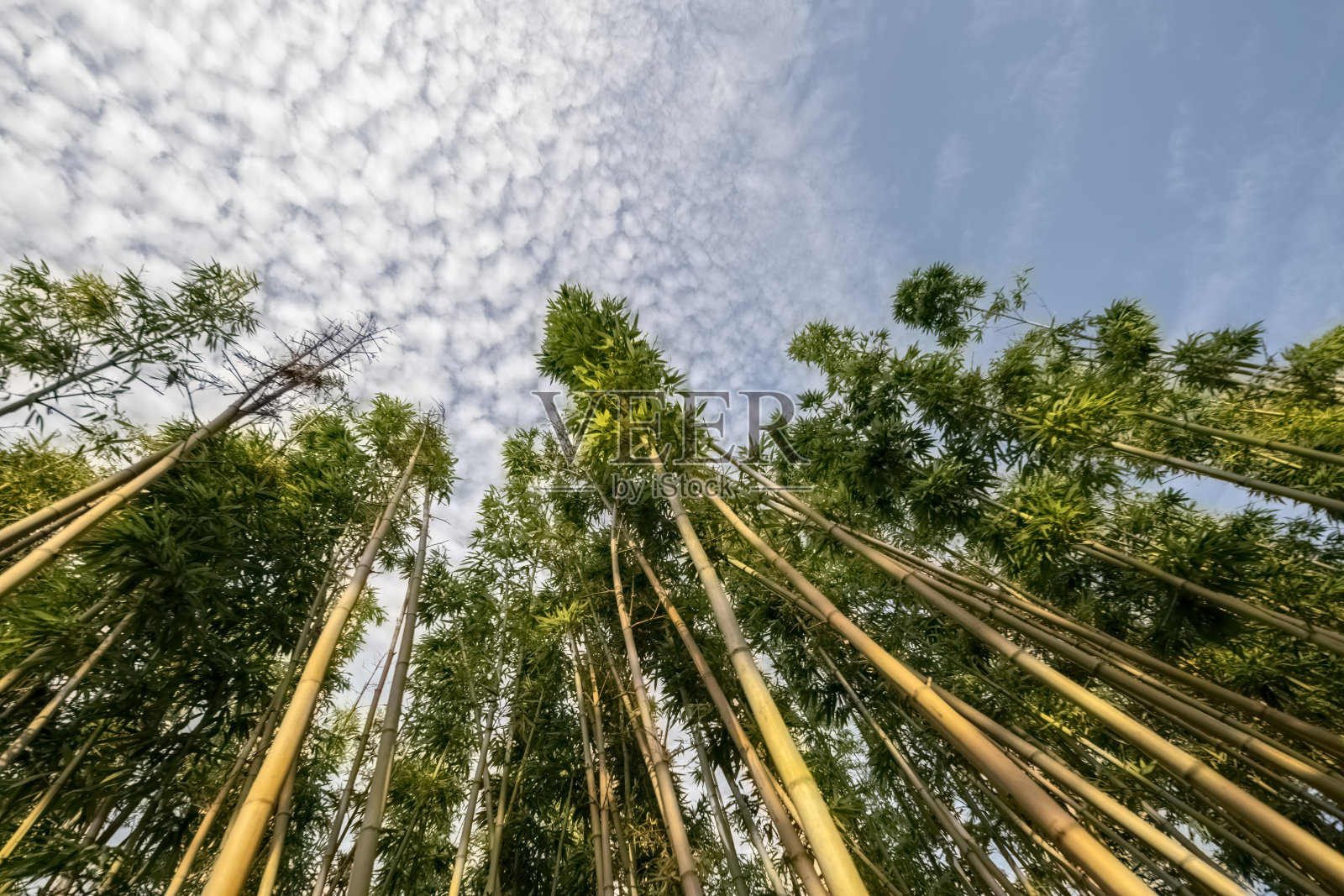 蓝天下,竹竿低角度拍摄照片摄影图片