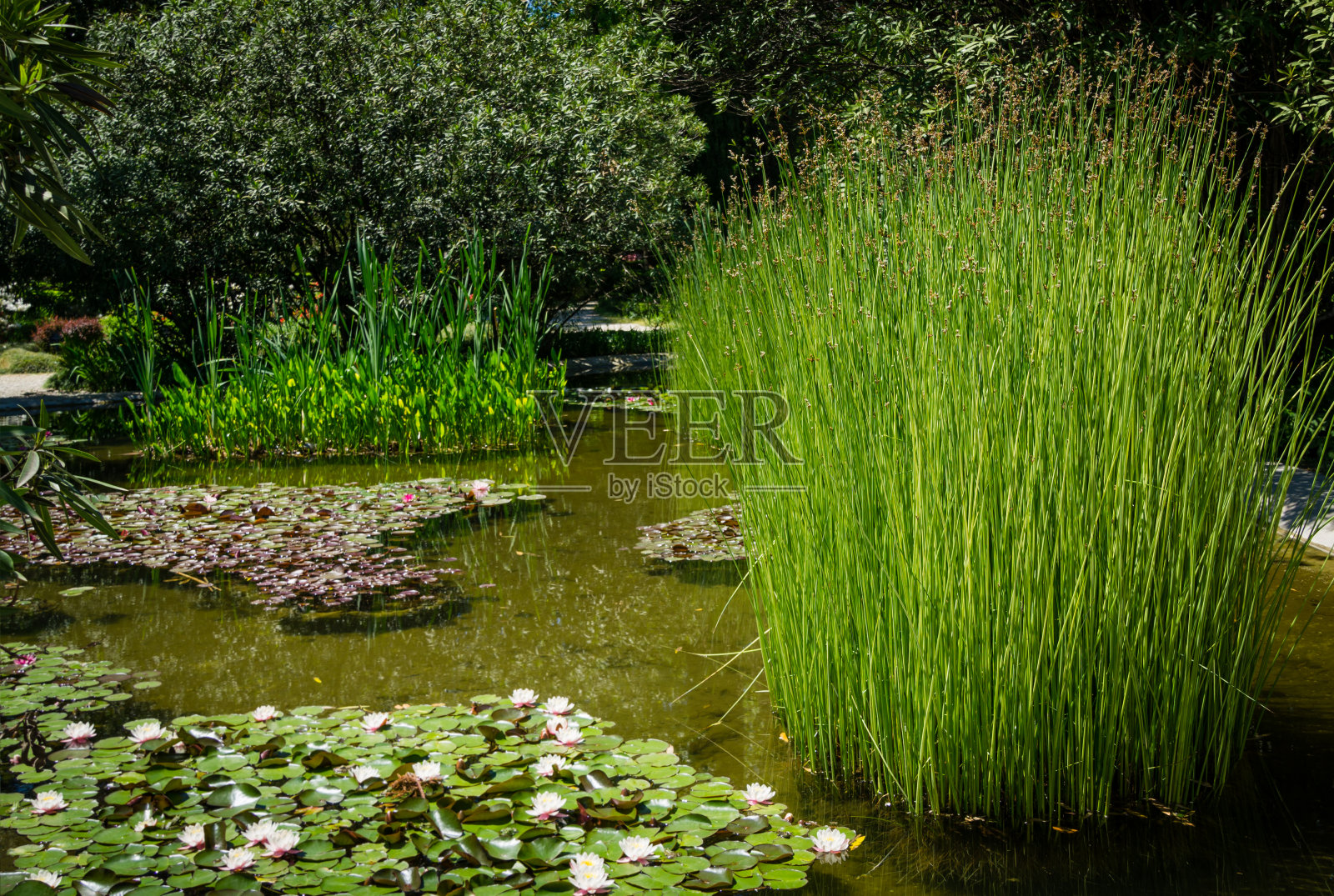 美丽的池塘,有粉红色的睡莲或荷花和蒲团岛。优雅的池塘的例子,在植物园公园南部文化在天狼星(阿德勒)索契。照片摄影图片