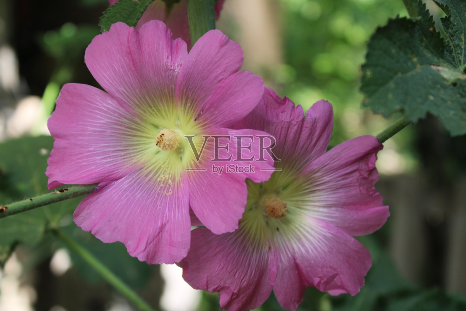 花和自然照片摄影图片