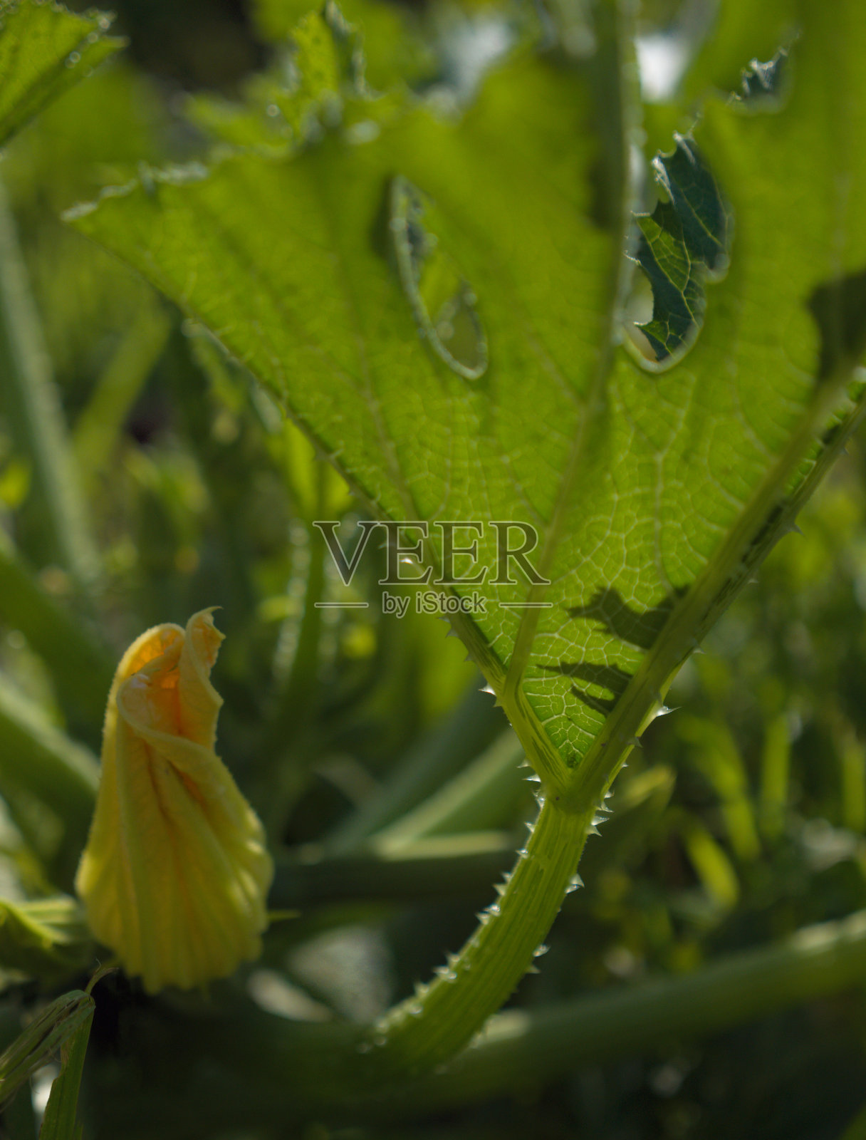 小胡瓜配小胡瓜花照片摄影图片