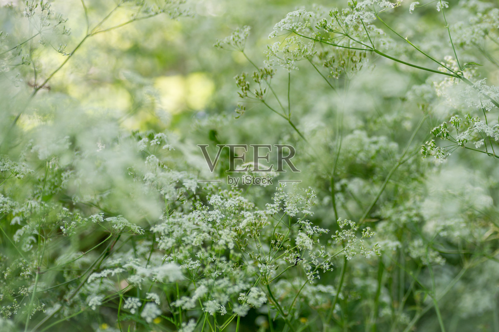 牛欧芹照片摄影图片