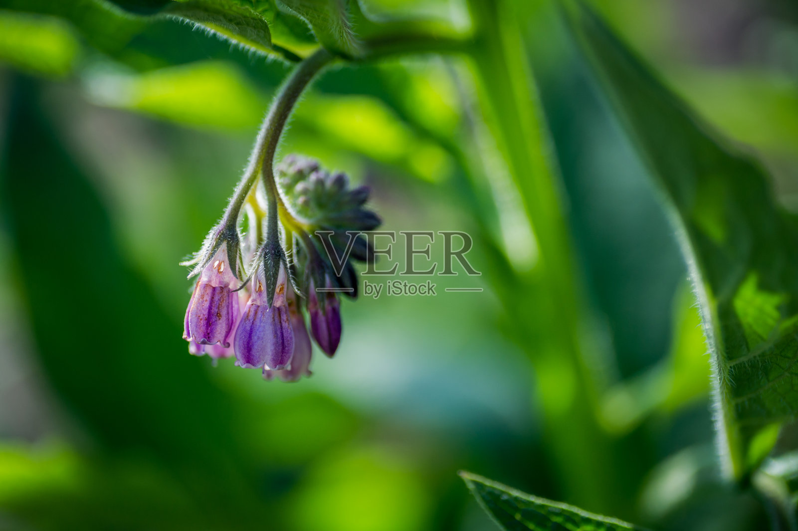 紫草属植物的花照片摄影图片