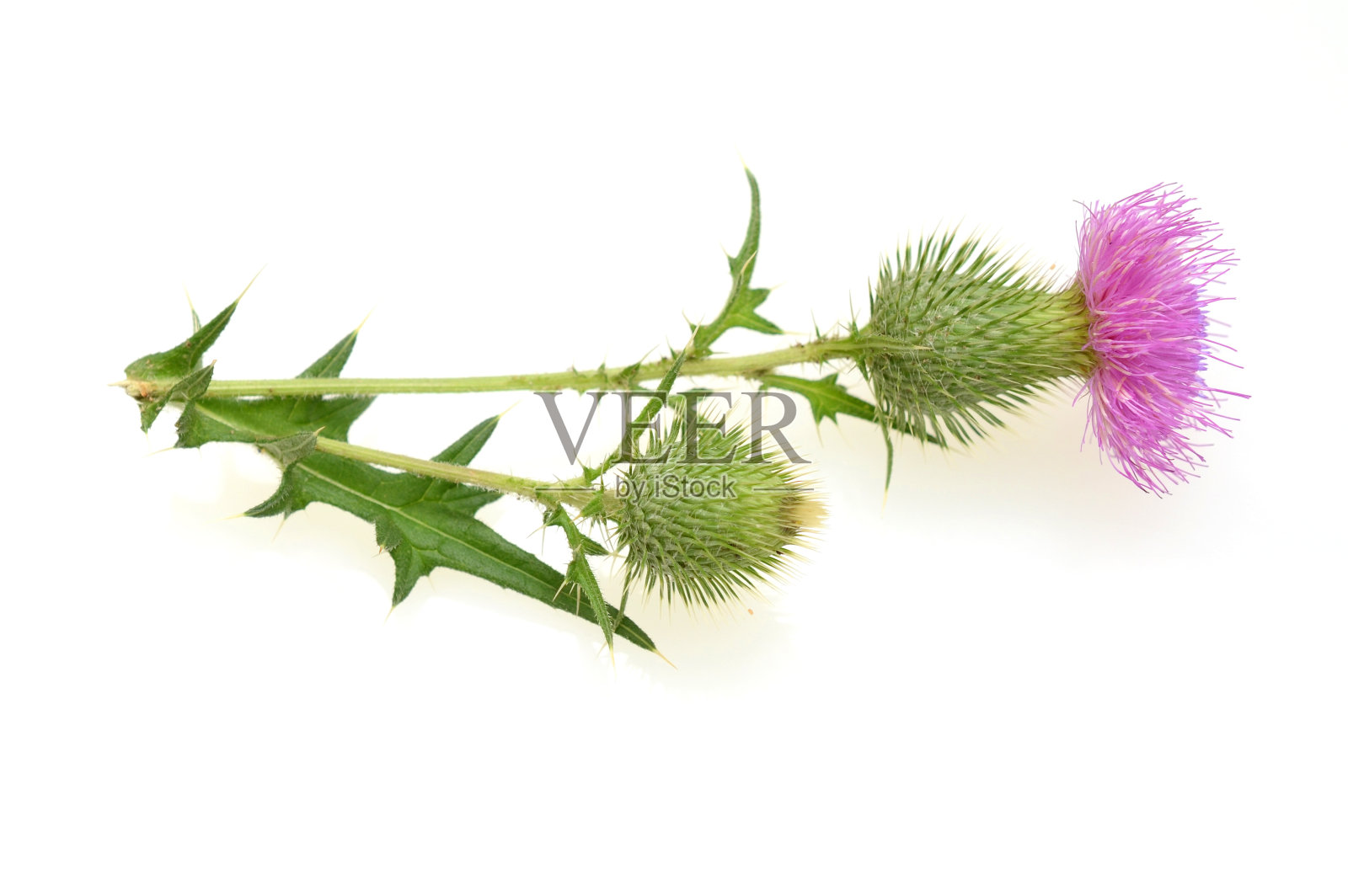 矛蓟、牛蓟或普通蓟(Cirsium庸俗)的花照片摄影图片