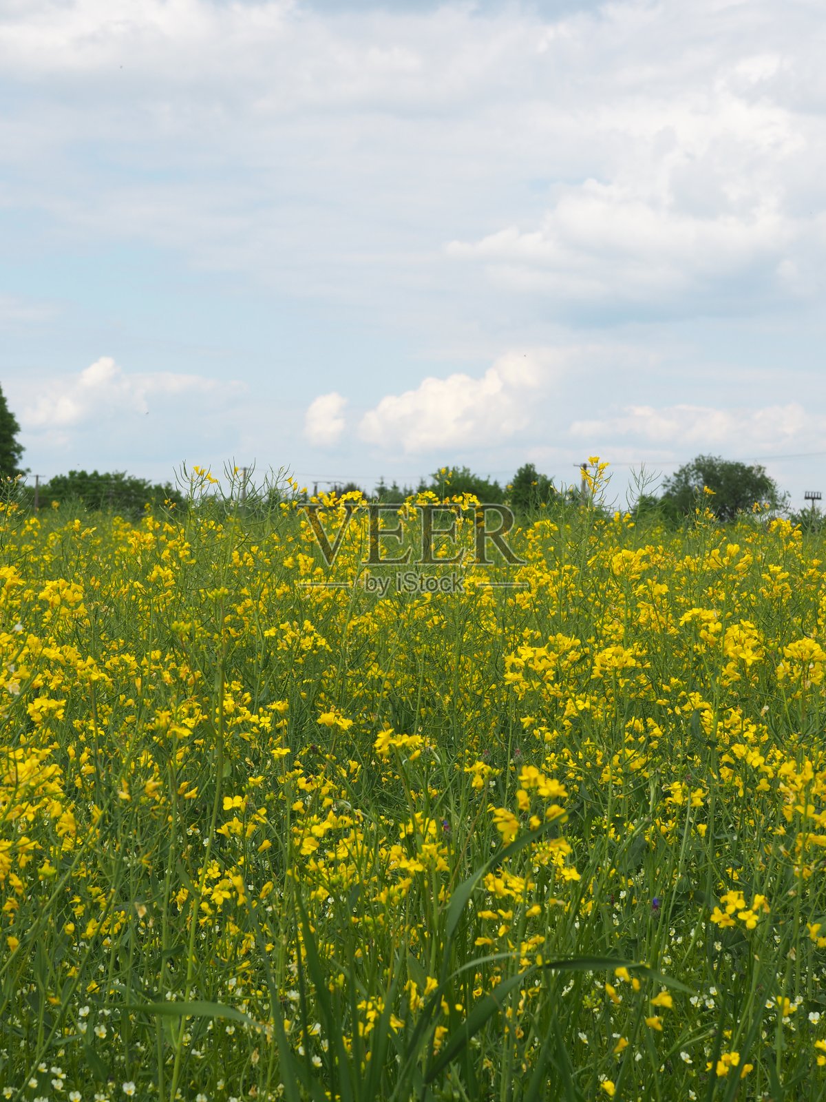 在春天收获前,田野里开着黄花照片摄影图片