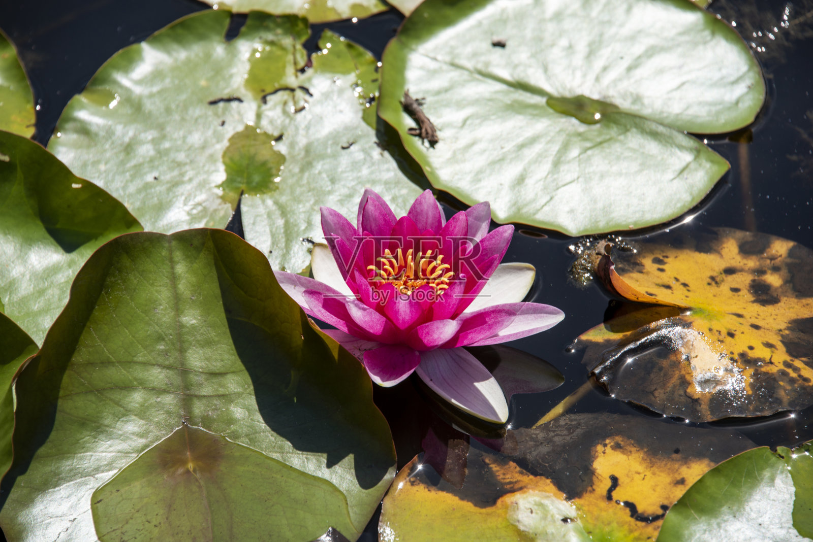 睡莲照片摄影图片