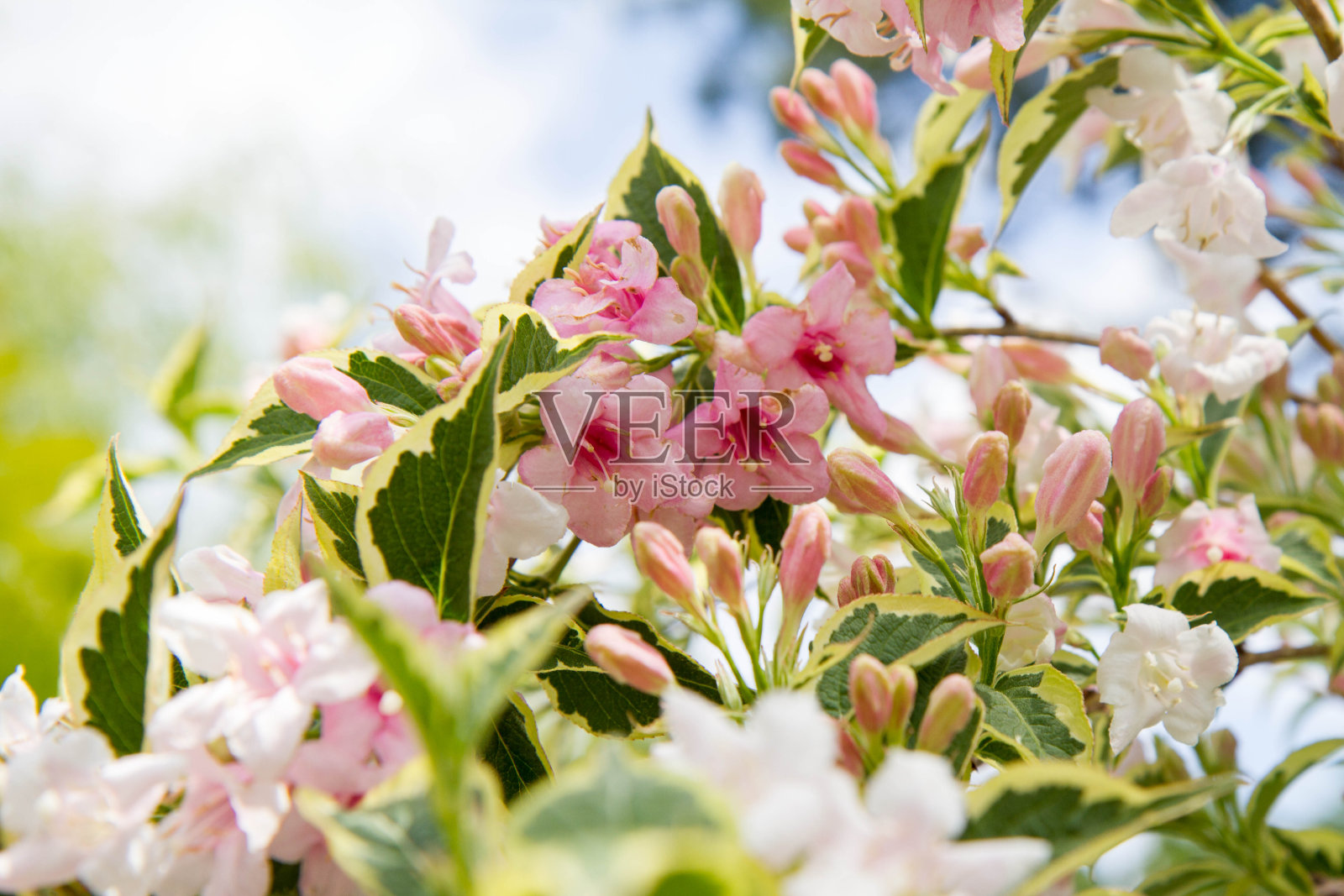 Weigela的灌木照片摄影图片