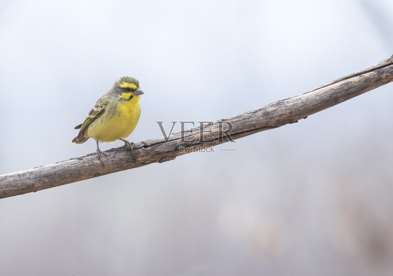 栖息在树枝上的黄额金丝雀照片摄影图片