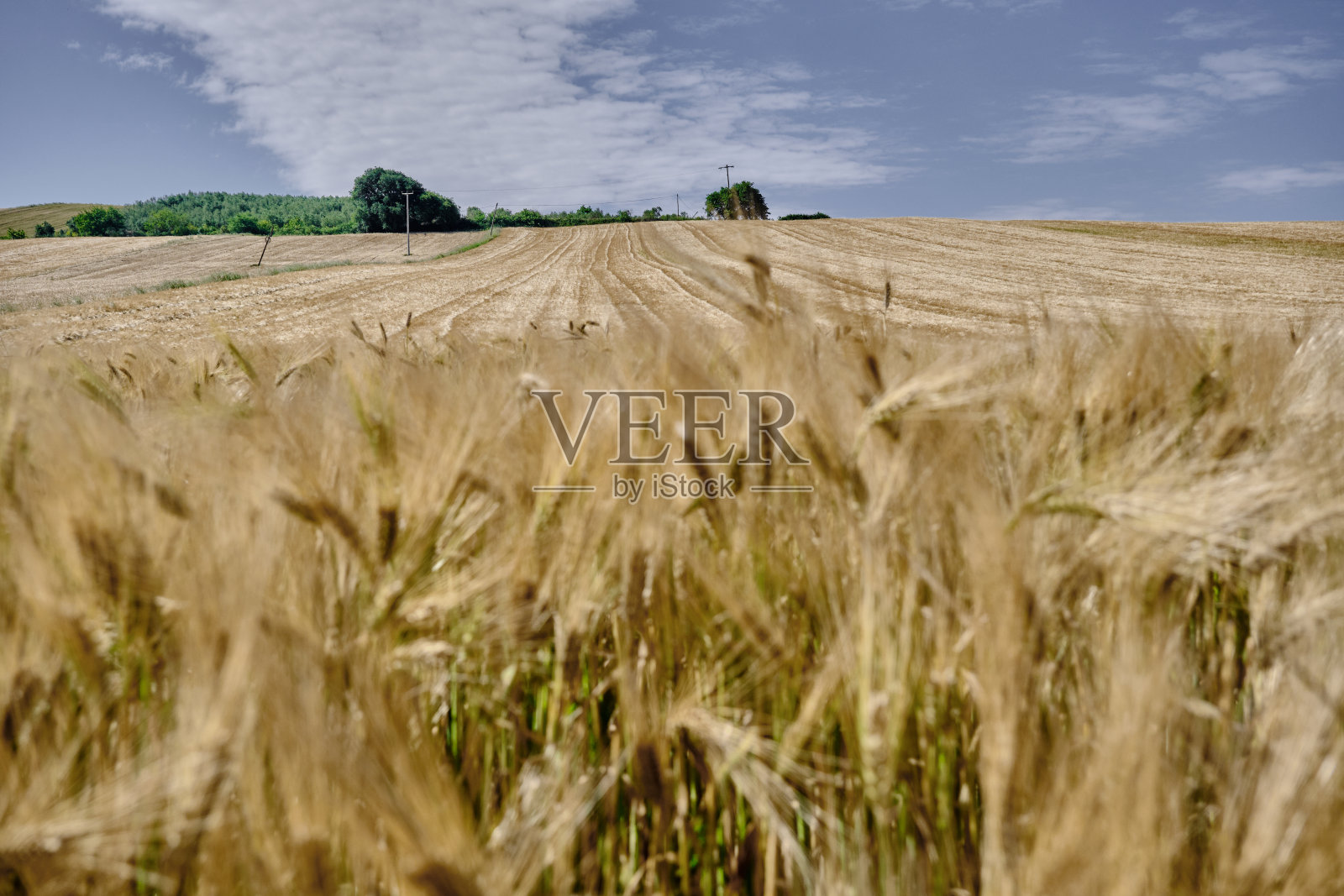 砂砾路和壮美的黄麦浆果田照片摄影图片