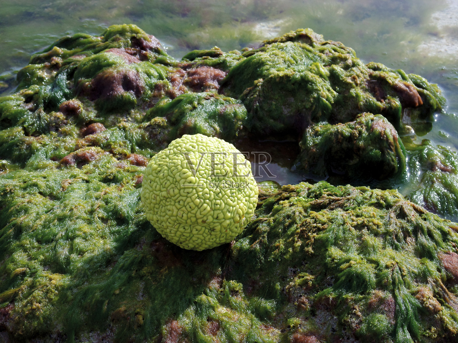 海边的亚当的苹果。照片摄影图片