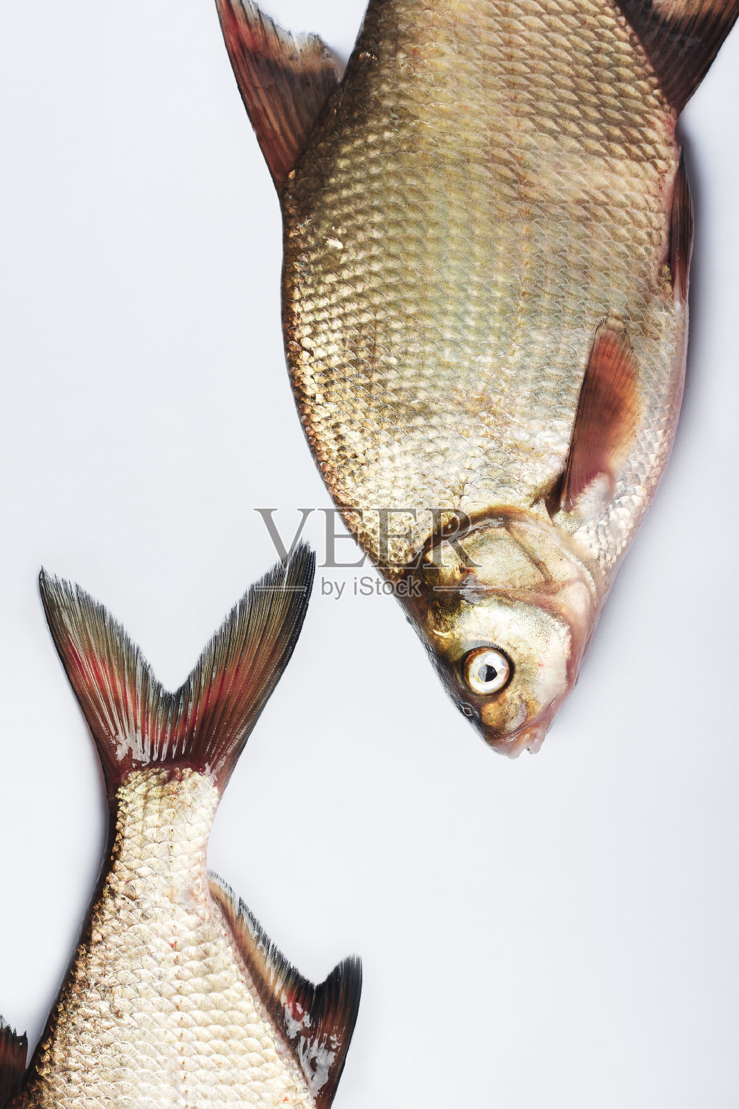 淡水银鲷鱼。照片摄影图片